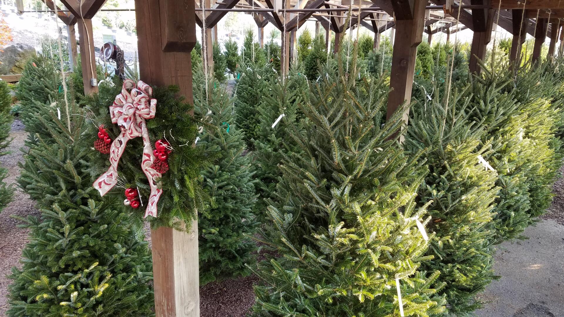 Herbein's Garden Center Christmas Trees 2018