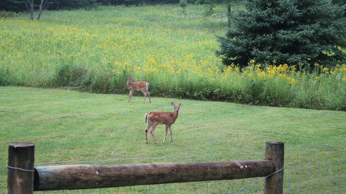 Deer Damage Herbeins Garden Center Emmaus Lehigh Valley
