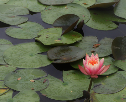 pond lotus Herbeins Garden Center Emmaus Lehigh Valley