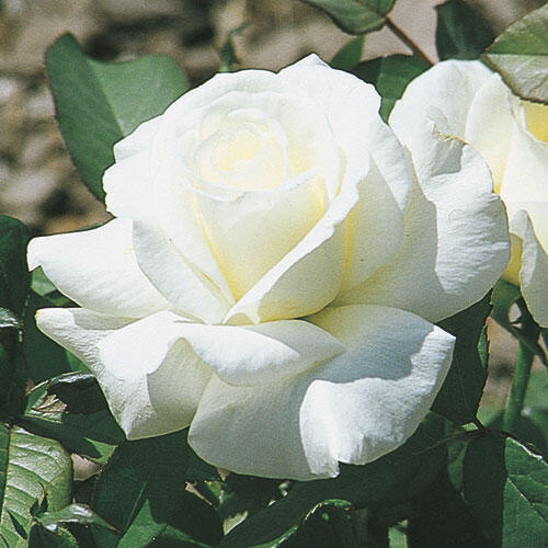 Rose Honor Herbeins Garden Center