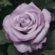 Rose Neptune Herbeins Garden Center
