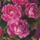 Rose Pink Double Knock Out Herbeins Garden Center