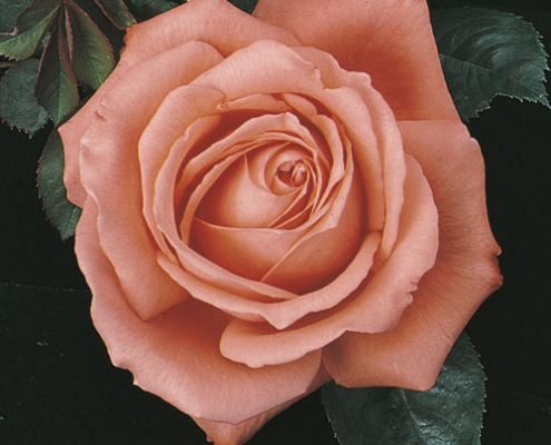 Rose Tropicana Herbeins Garden Center