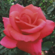 Rose We Salute You Herbeins Garden Center