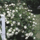 Rose White Dawn Herbeins Garden Center
