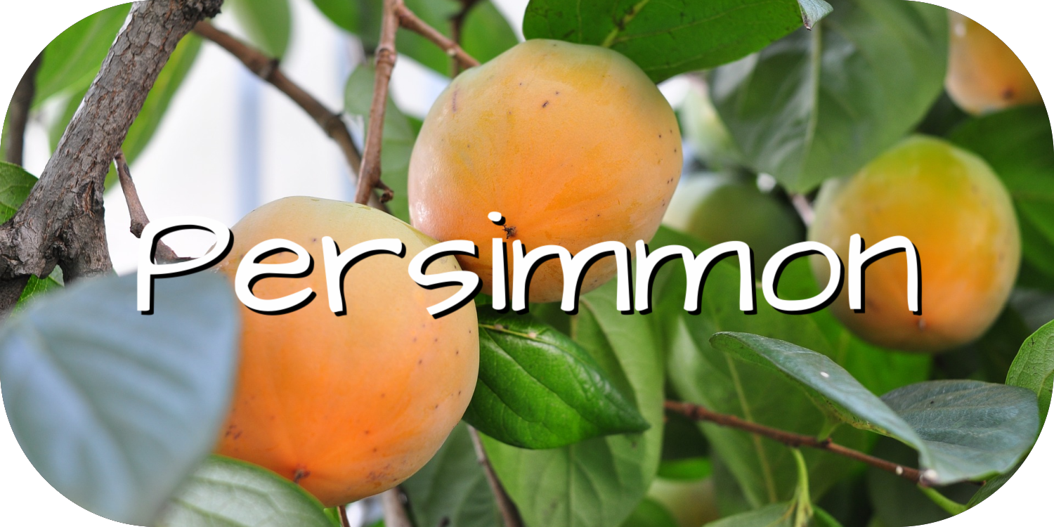 Persimmon Growing Guide