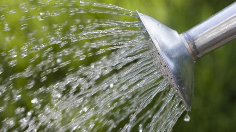 Summer Watering Tips to Keep Your Plants Healthy