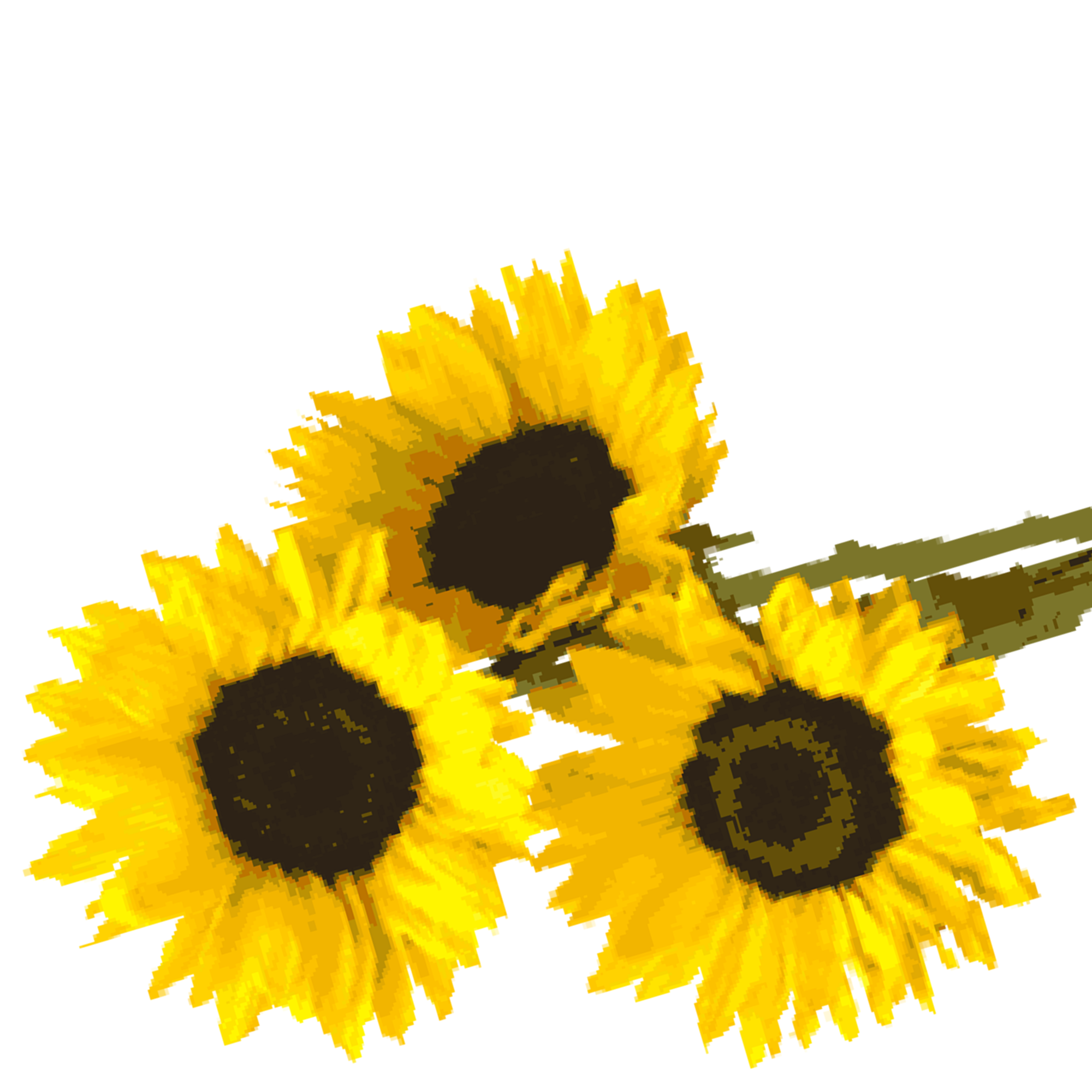 Sunflowers and Their Many Benefits