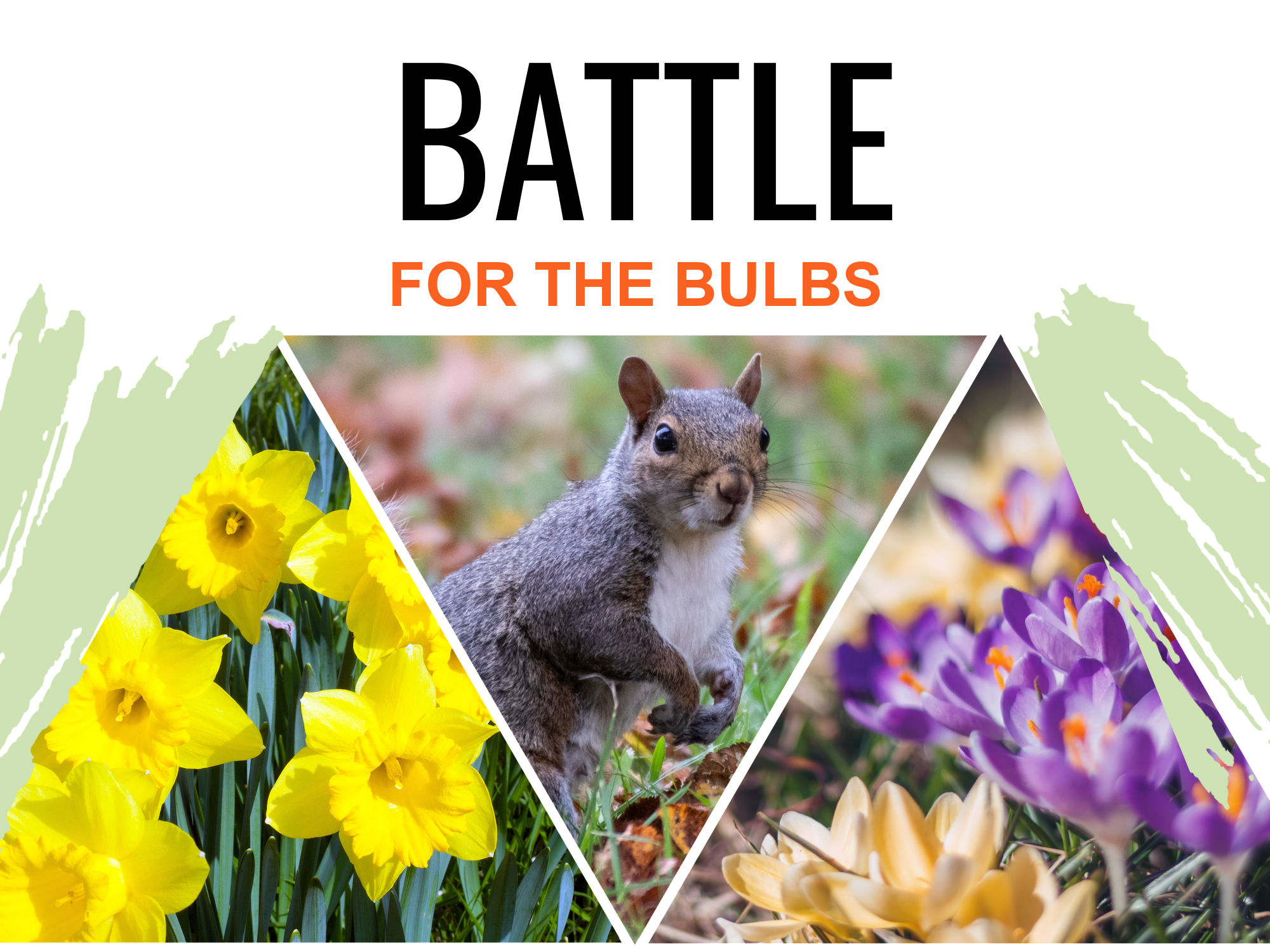 Battle for the Bulbs