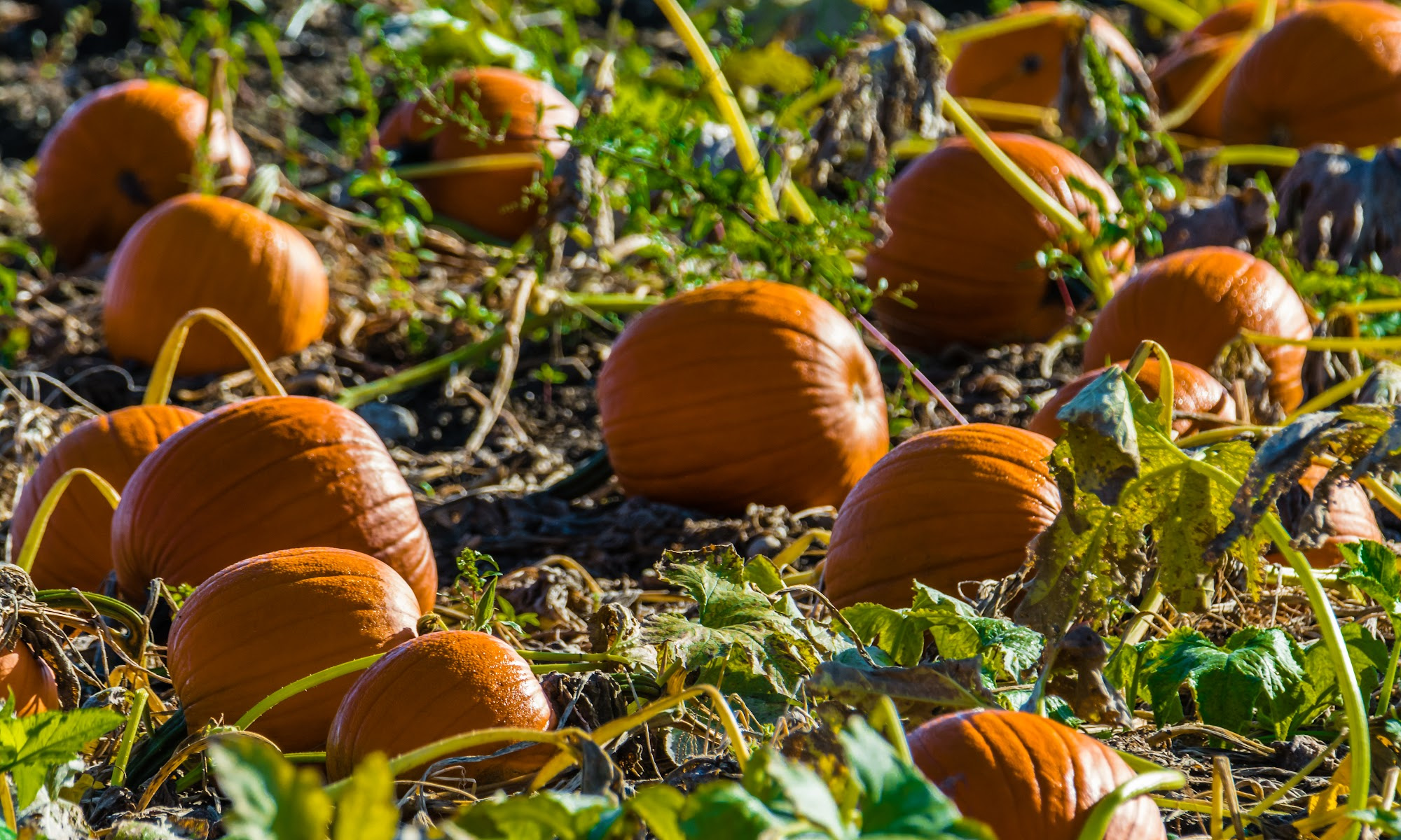 Harvesting and Storing Pumpkins