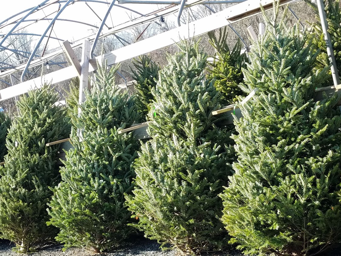 Fresh Christmas Tree Selection & Care