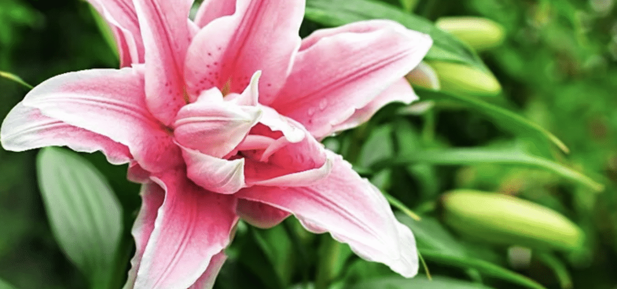 Low-Maintenance Perennials