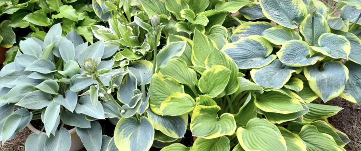 Low-Maintenance Perennials 2