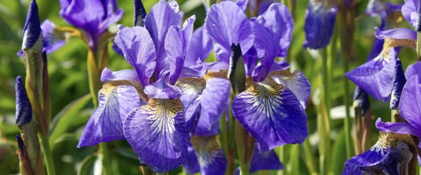 Low-Maintenance Perennials 3