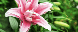 Pink lily flower at Herbein's Garden Center, ideal for gardening and outdoor decor.