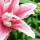 Low-Maintenance Perennials