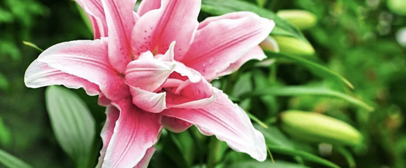 Low-Maintenance Perennials