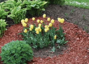 Yellow tulips blooming in garden bed.