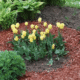 Mulch