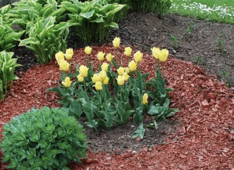 Mulch