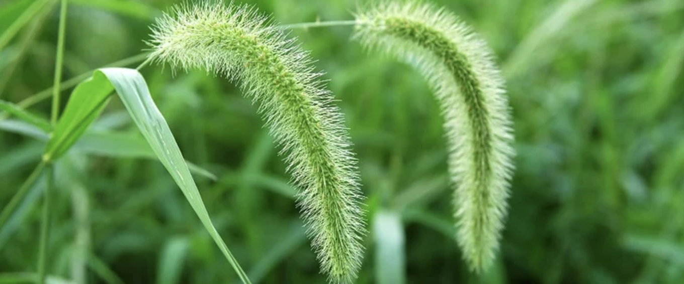 broadleaf weeds 2