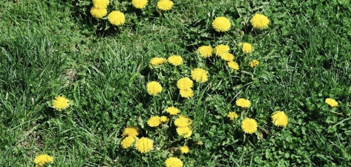 broadleaf weeds 2