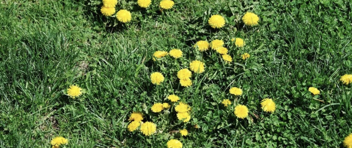 broadleaf weeds 2