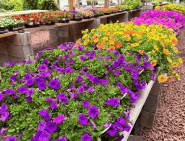 Vibrant purple and yellow petunias in bloom at Herbein's Garden Center, perfect for gardening enthusiasts.