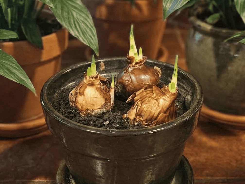 Lovely new bulb shoots sprouting from bulbs in decorative pots at Herbein's Garden Center.