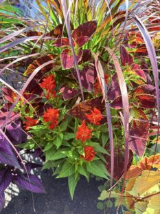 Colorful plants Colorful plants for sale