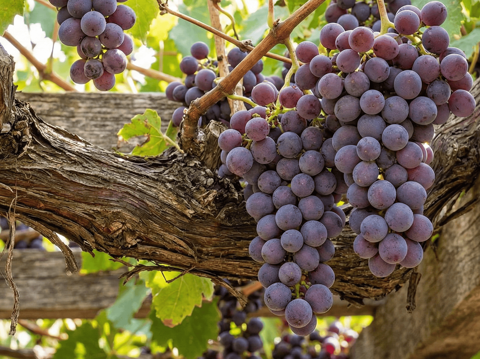 Vineyard grapes for sale at Herbein's Garden Center.