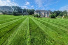 Lush green lawn with striped grass and beautiful residential homes in the background.