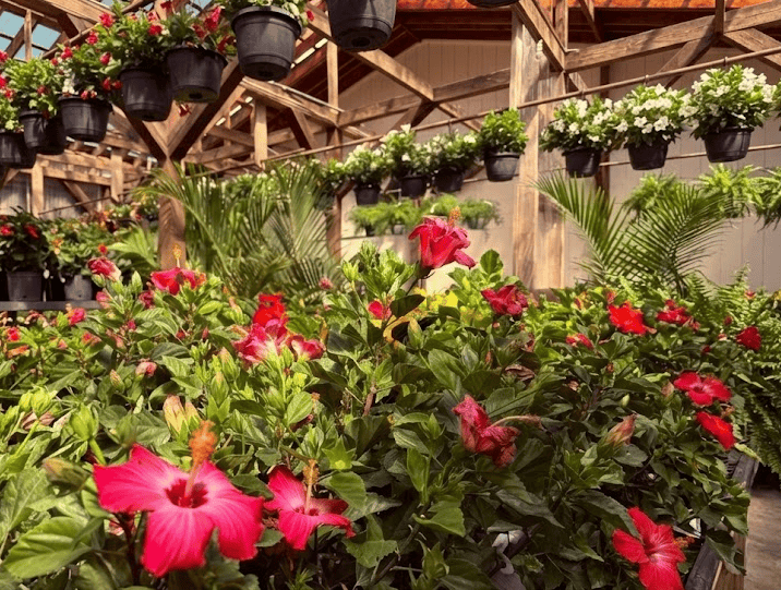 Colorful hibiscus plants with bright pink and red flowers at Herbein's Garden Center, ideal for garden landscapes.
