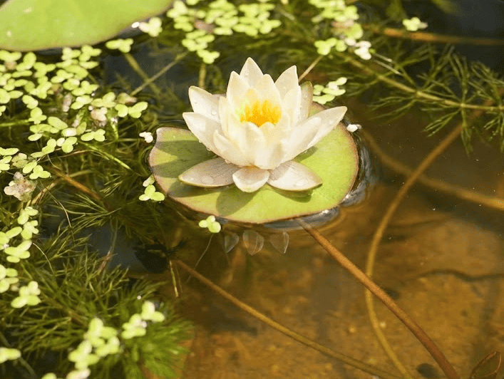 Beautiful white water lily blooming in pond water at Herbein's Garden Center. Exotic aquatic plants for ponds and water features.