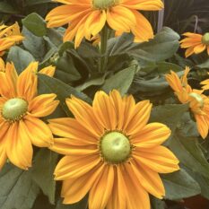 Yellow Flowers Flowers for sale