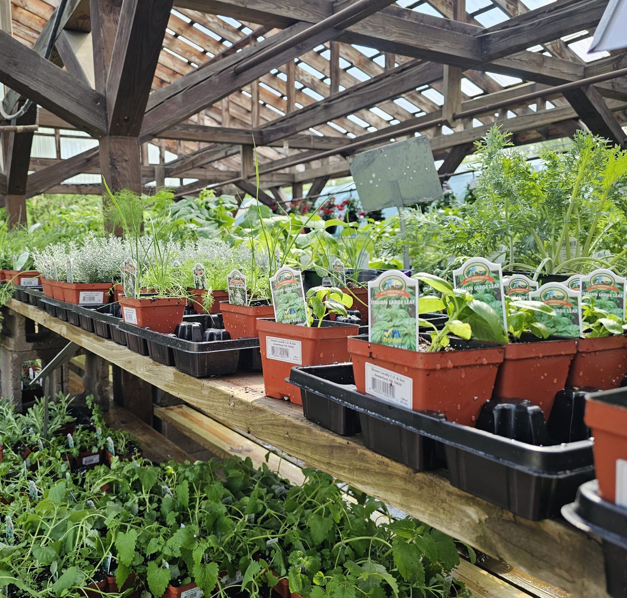 Plants for sale