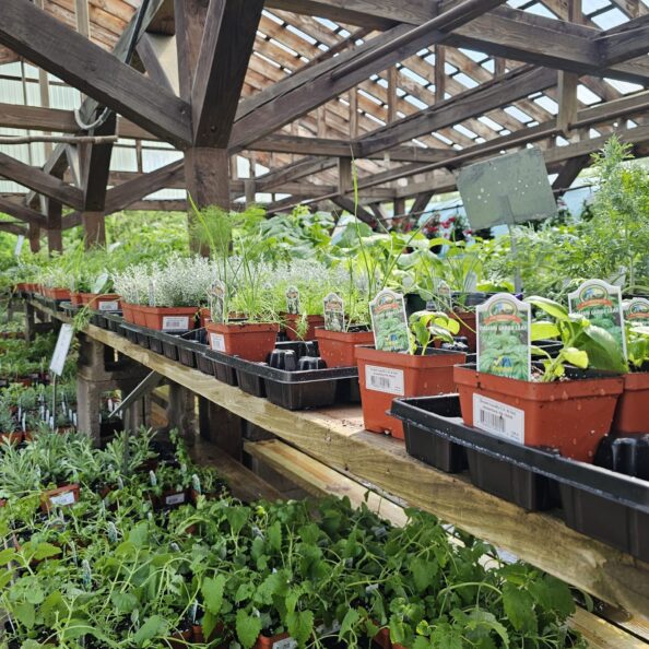 Plants for sale in Emmaus