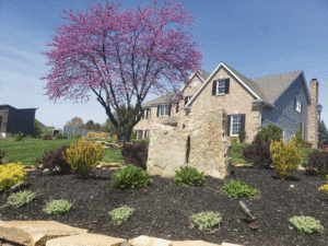 Pink flowering tree in front of a residential house with landscaped garden beds.