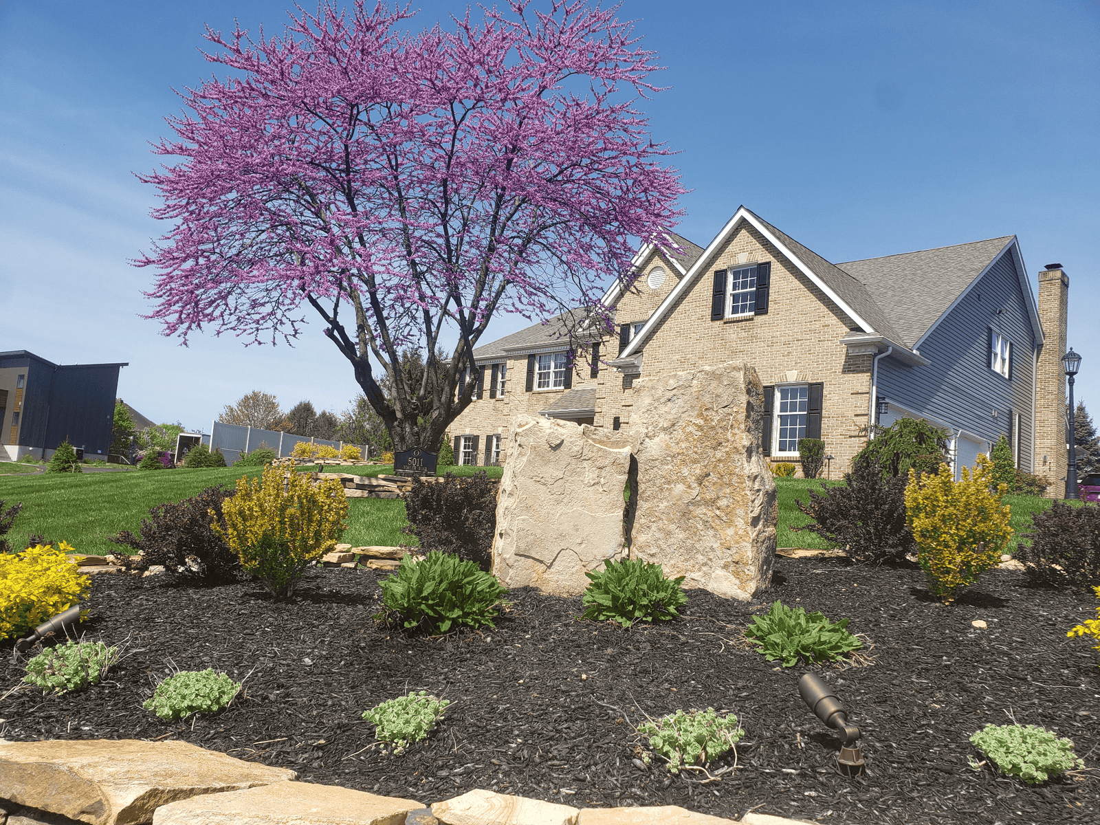 Pink flowering tree in front of a residential house with landscaped garden beds.