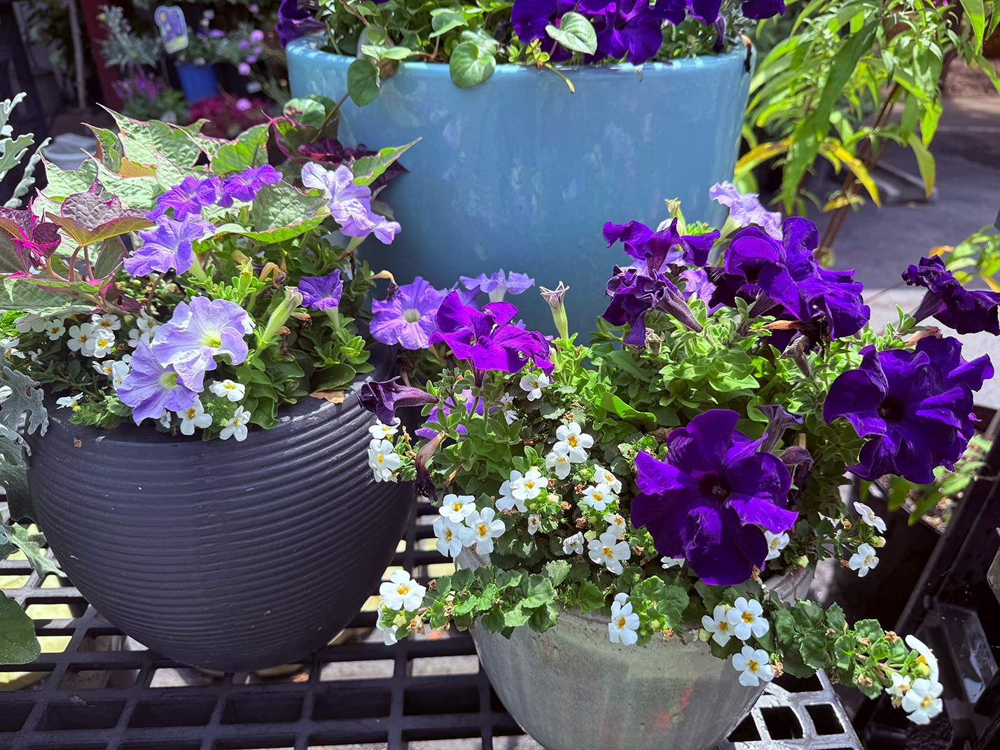 Flowers for sale