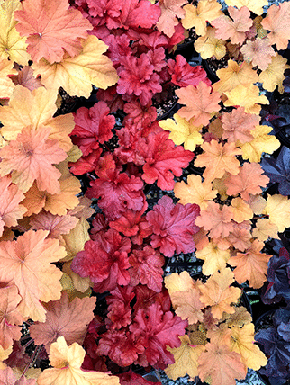 Flowers Flowers