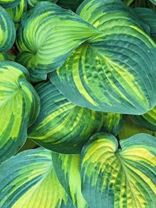 Leaves Leaves