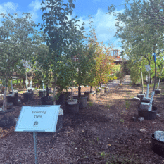 Flowering Trees Flowering trees for sale