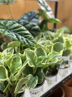 Houseplants Houseplants in Emmaus