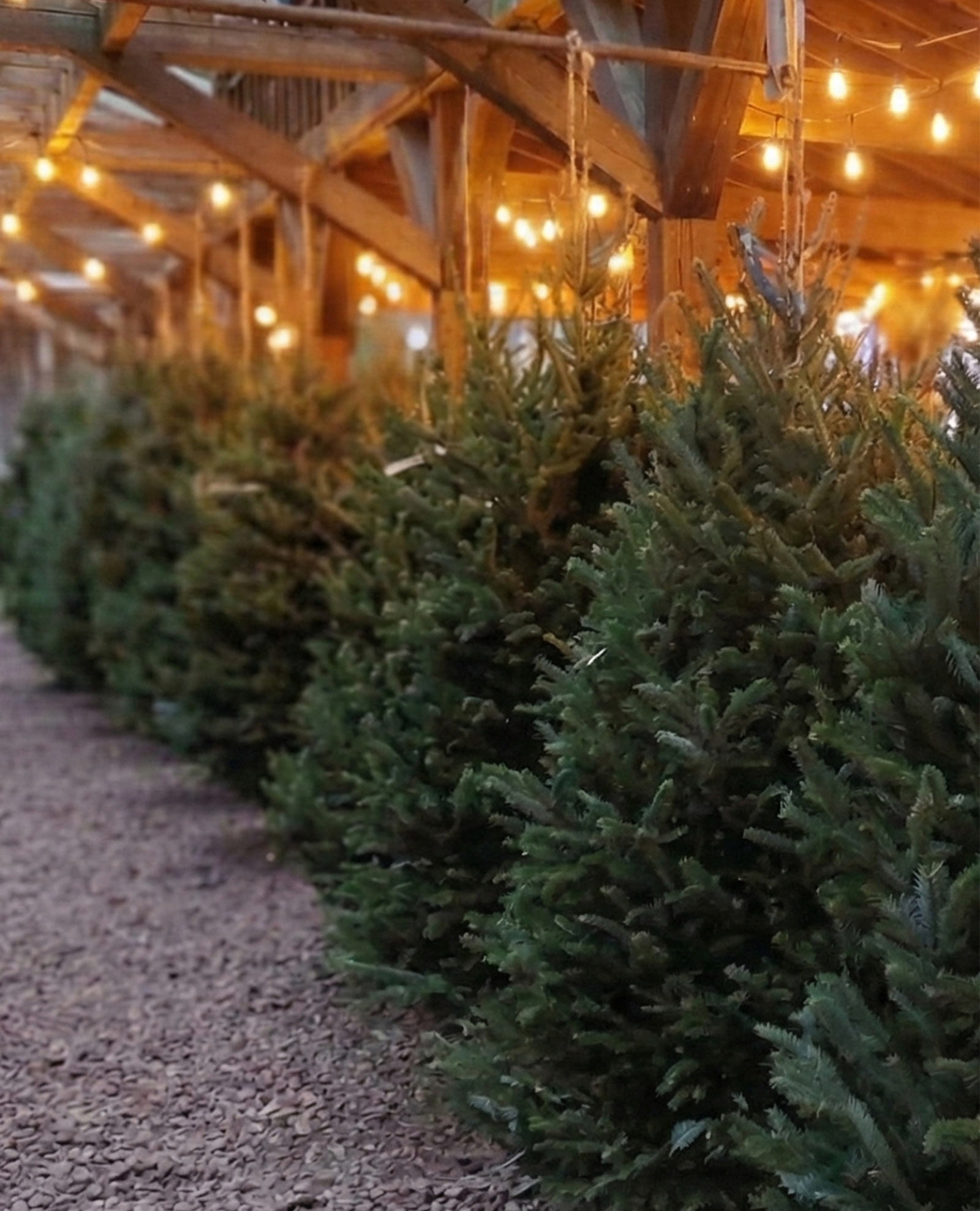 Christmas trees for sale
