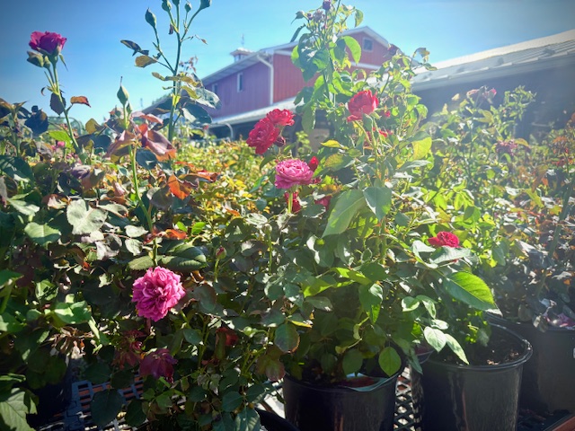 Flowers for sale in the Lehigh Valley