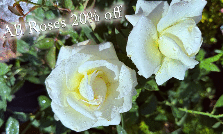 Roses for sale in Emmaus