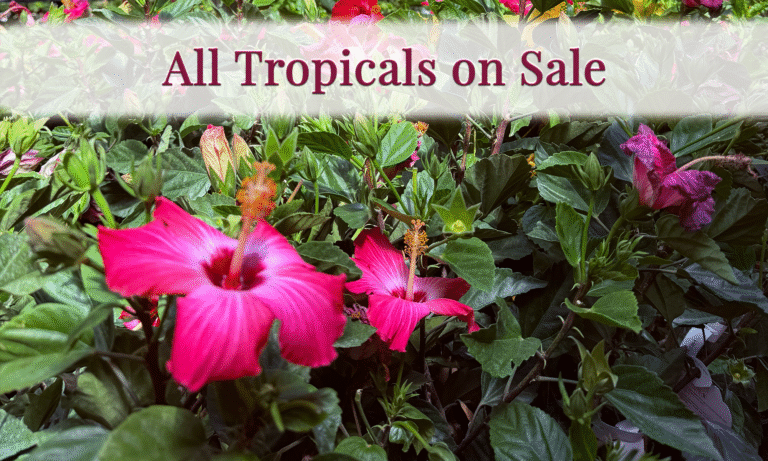 Tropicals for sale