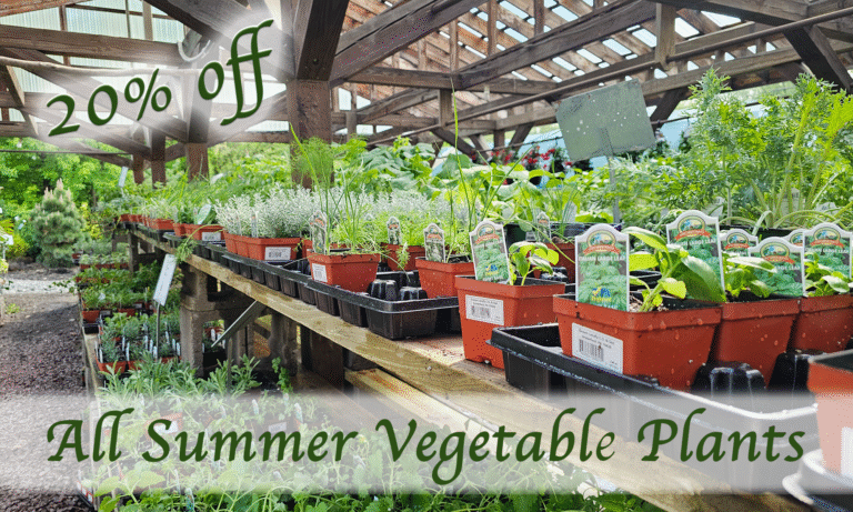 Vegetable Plants for Sale