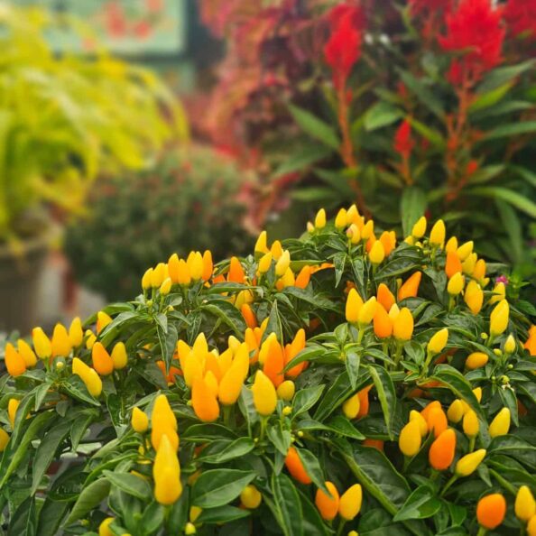 Vibrant yellow and orange chili pepper plants at Herbein's Garden Center, perfect for summer garden fresh cooking.